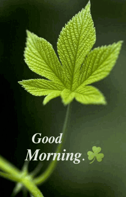 a green leaf with the words " good morning " on it