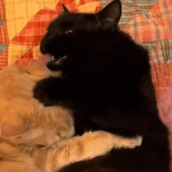 a black cat laying on top of a white cat on a bed