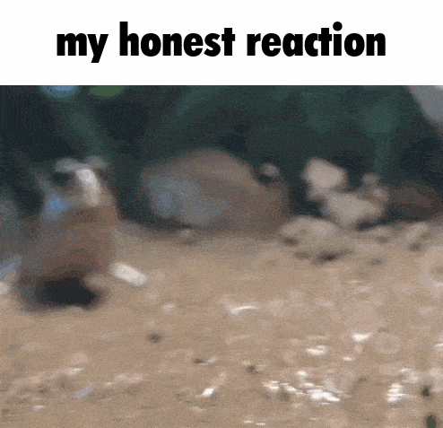 My Honest Reaction Mudskipper GIF - My Honest Reaction Mudskipper Reaction GIFs