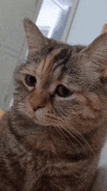 Sad Cat Meme GIF - Sad Cat Meme GIFs