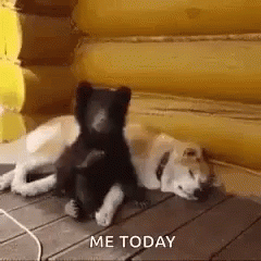 Bearcub Dog GIF - Bearcub Dog Cuddle GIFs