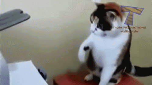 What Are This? GIF - What Are This Funny Cat Cat Fail GIFs