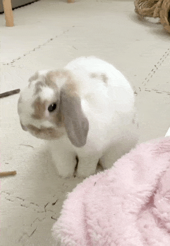 a white and brown bunny rabbit is sitting on a pink blanket