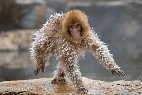 a monkey is standing on a rock with snow on its fur