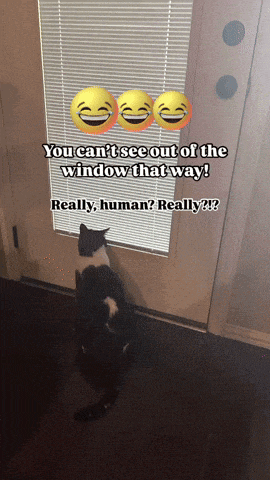 a cat is looking out of a window with a caption that says you can 't see out of the window that way