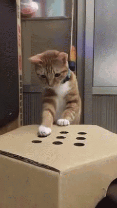 Whack-a-cat GIF - Whack A Finger Cat Play GIFs