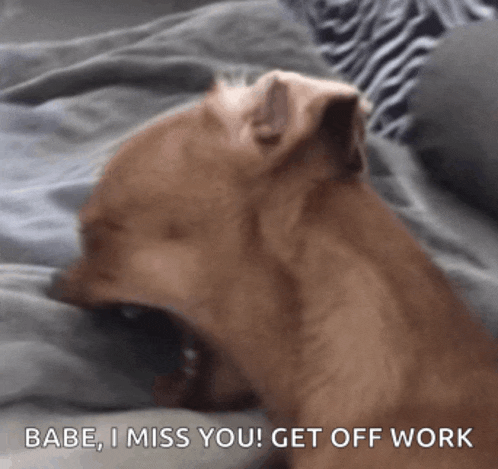 a dog laying on a bed with the words " babe i miss you get off work " on the bottom