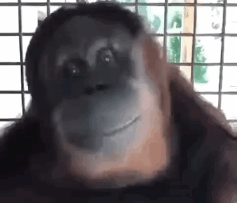 No Shake Head GIF - No Shake Head Orangutan GIFs