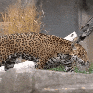 a close up of a leopard walking on a grassy field