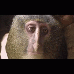 Monkey Facepalm GIF - Monkey Facepalm Side GIFs