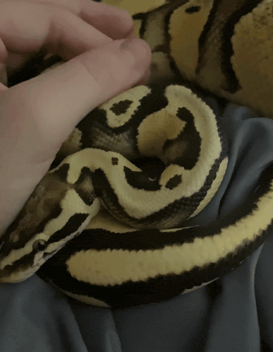 a person is petting a black and yellow snake on a blanket