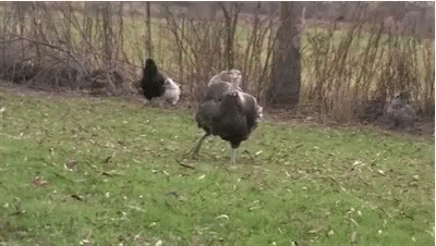 Gobble Its GIF - Gobble Its Time GIFs
