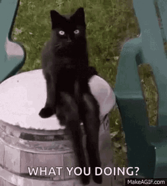 Cat Tail GIF - Cat Tail Wag GIFs