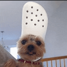 a small dog wearing a large white croc hat on its head .