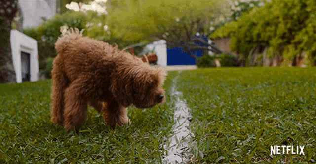 a dog is sniffing a white line in the grass with netflix written on the bottom