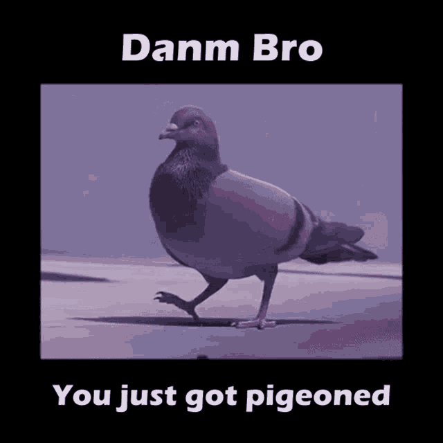 Pigeon Get Pigeoned GIF - Pigeon Get Pigeoned Pigeoned GIFs