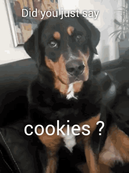 Dogs Puppy GIF