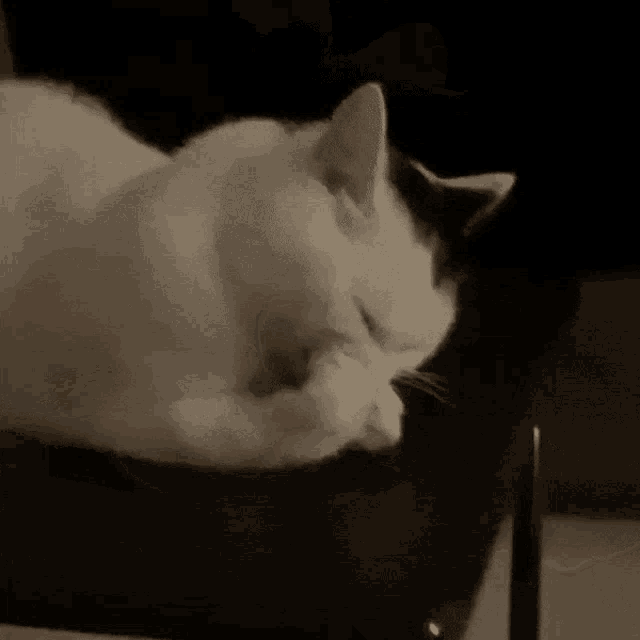 a black and white cat is laying on a chair with its eyes closed .