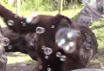Orangutan Versus Bubbles GIF - Bubbles Orangutan Zooanimals GIFs