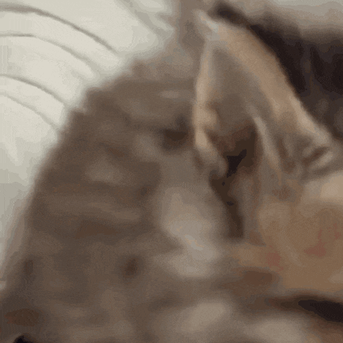 a close up of a cat 's face with its eyes closed .