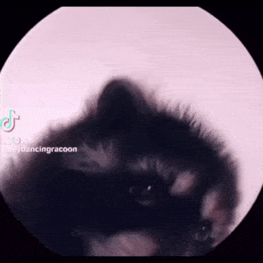 a close up of a raccoon 's face in a pink circle with tiktok written on the bottom