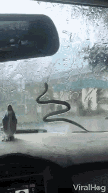 Snake Slither GIF - Snake Slither Snake On The Car GIFs
