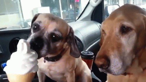 Why Does Daisy Get Her'S First? GIF - Dog Lice Ice Cream GIFs
