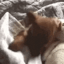 a dog and a cat are laying next to each other on a couch .