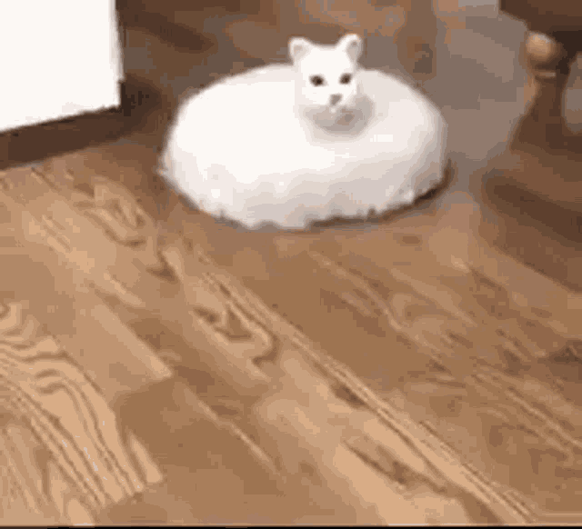 Roomba Cat GIF - Roomba Cat GIFs