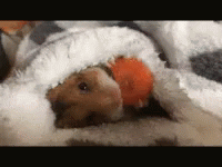 Hamster Carrot GIF - Hamster Carrot GIFs