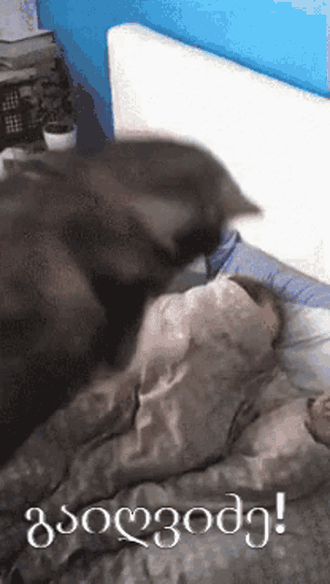 a cat laying on a person 's head with a foreign language written on the bottom