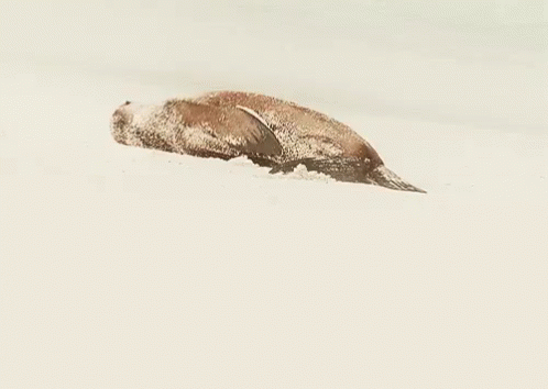 When You Don'T Want To Get Out Of Bed GIF - Seal Rolling Sleepy GIFs
