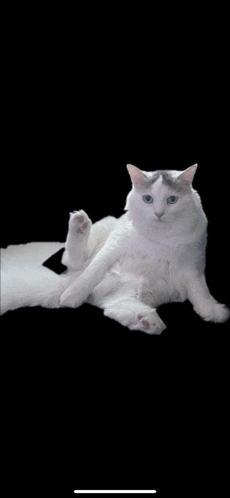 a white cat with blue eyes is laying down on its back