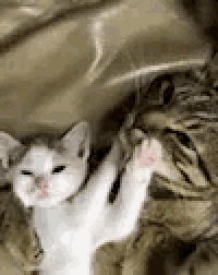 a couple of cats are laying on a bed . one of the cats is holding up its paw .