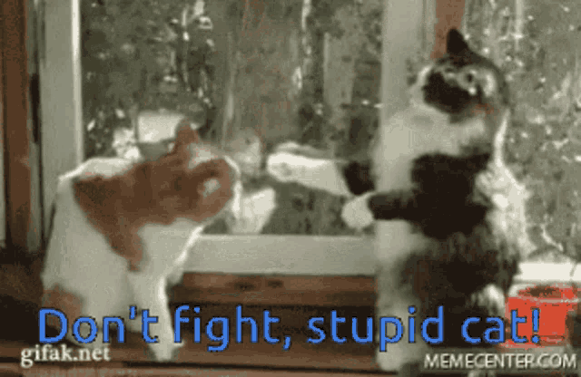 Cat Fight GIF - Cat Fight Cute GIFs