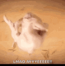 a cat is laying on its back on a table with its mouth open and a caption .