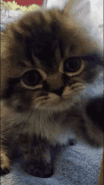 Cutekitty Cat GIF - Cutekitty Kitty Cat GIFs