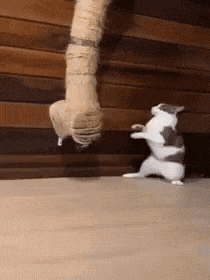 a cat is standing on its hind legs next to a person 's leg .