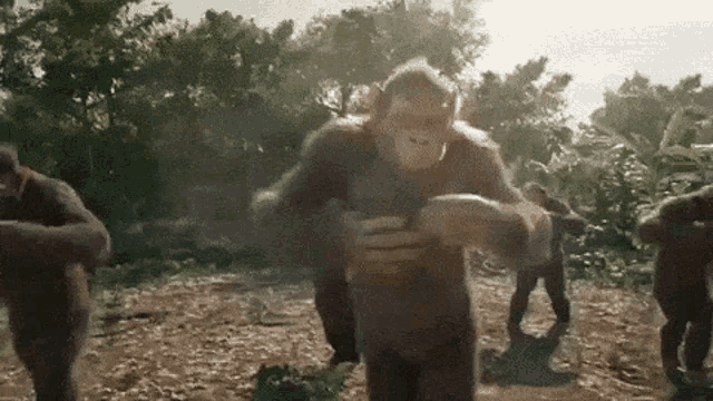 a group of monkeys are standing in a field and one of them is holding a baby .