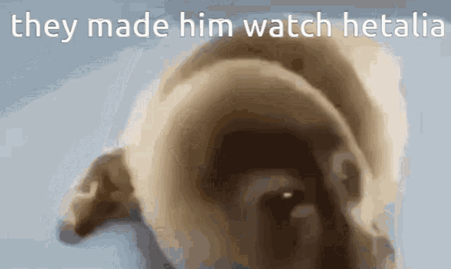 a picture of a dog with the words they made him watch hetalia below it