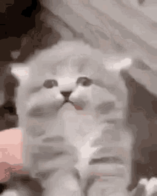 Cat Glitch GIF - Cat Glitch Personabey GIFs