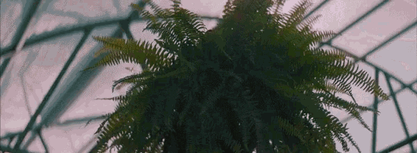a fern hanging from the ceiling of a building