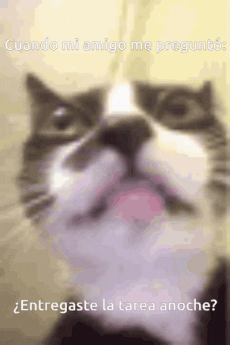 a close up of a cat with the words cuando mi amigo me pregunte entregaste la tarea anoche written below it