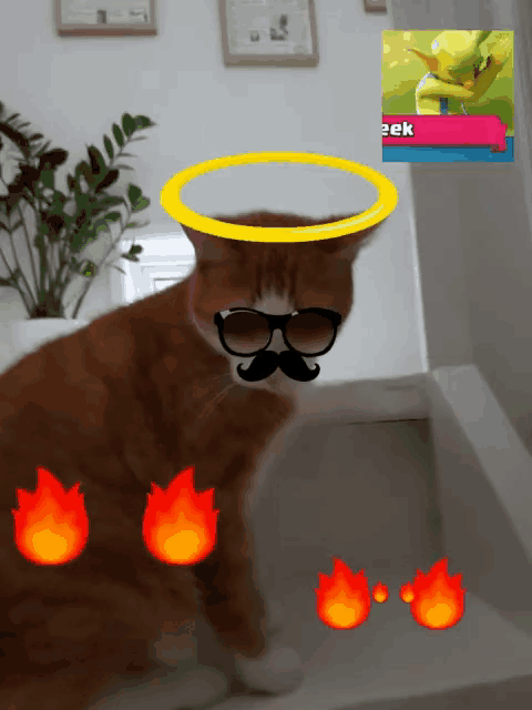 a cat wearing sunglasses and a mustache is surrounded by flames and a picture of a frog that says geek