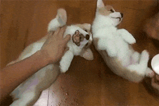 Corgis GIF - Puppies Dog Bellyrub GIFs