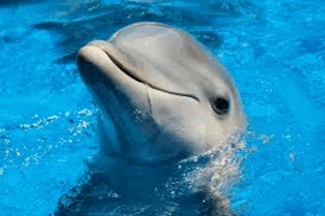 a close up of a dolphin swimming in a pool .