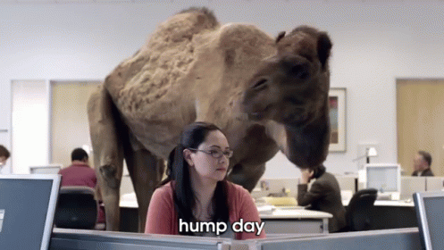 Hump Day  GIF - Hump Day Camel Geico GIFs