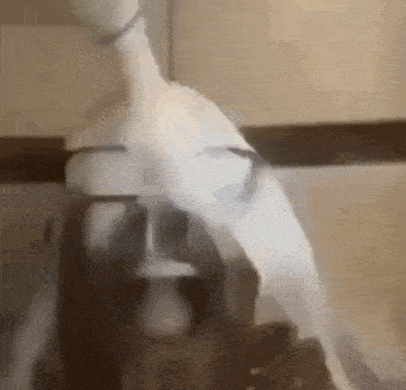 a white dog is standing next to a bottle of milk .