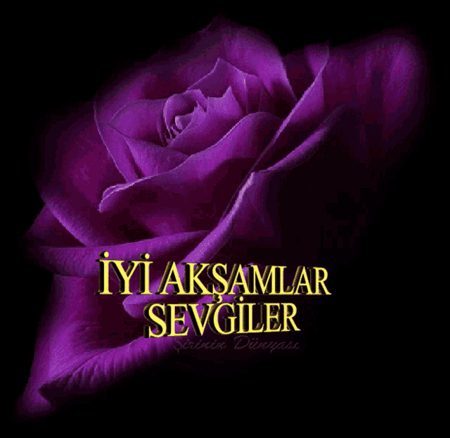a picture of a purple rose with the words iyi aksamlar sevgiler