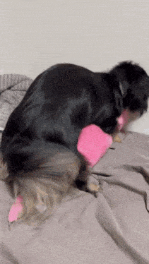 a black dog is laying on a bed with a pink sock on its tail .
